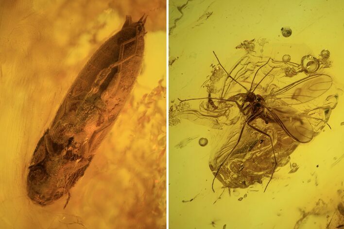 Fossil Fly (Diptera) And Beetle (Coleoptera) In Baltic Amber #109486